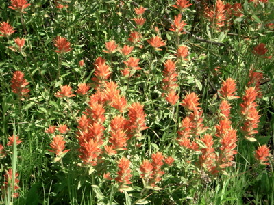 Indian Paint Brush Plant.